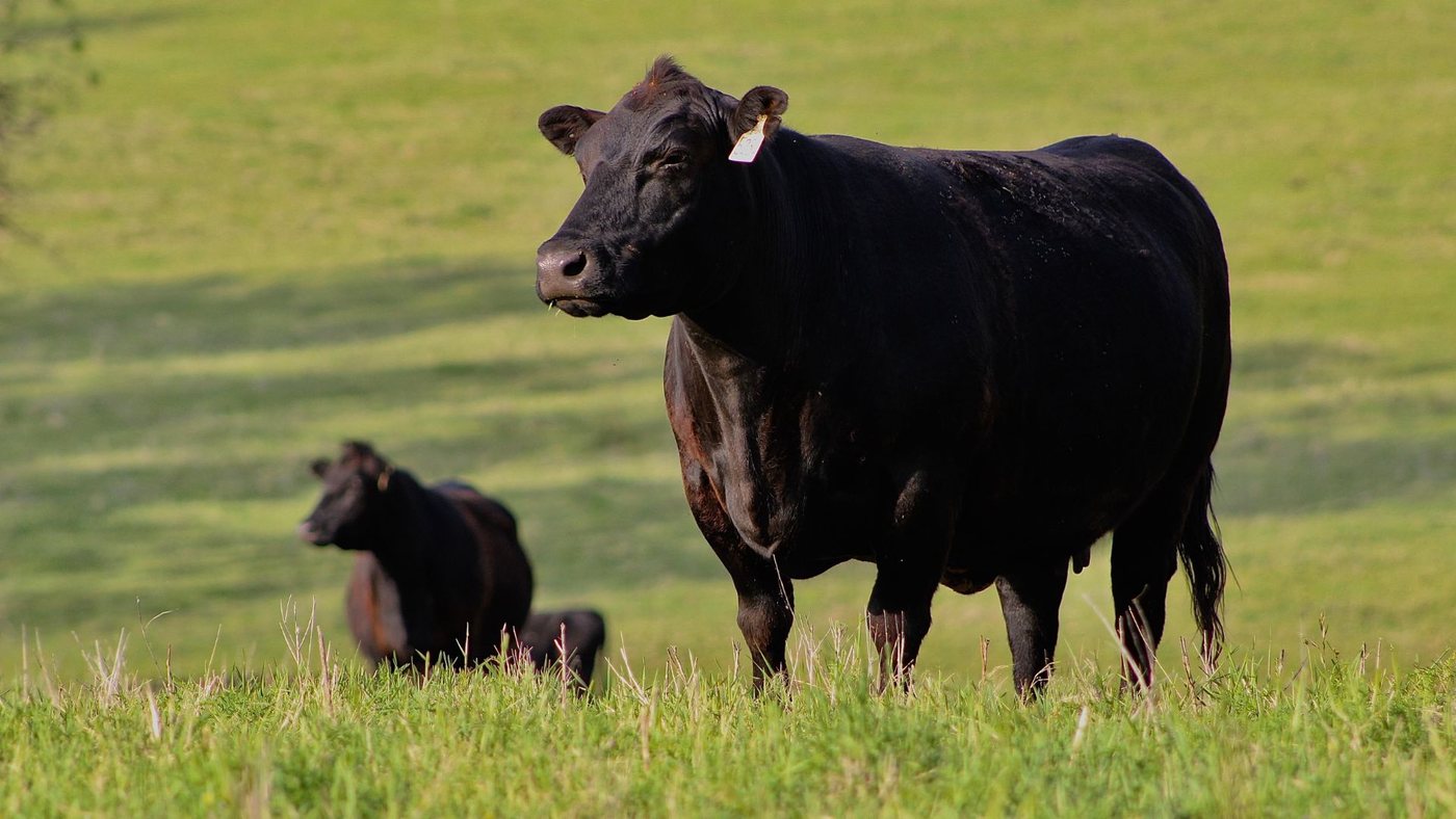 Angus cattle on pasture